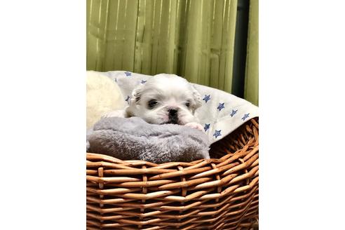 成約済の埼玉県のペキニーズ-100246の4枚目