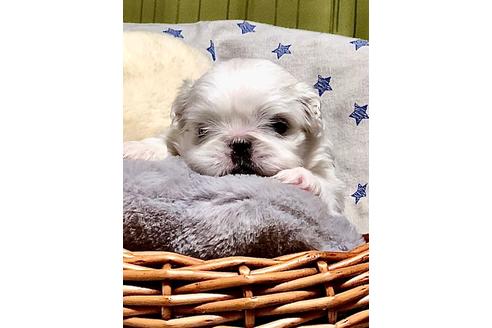 成約済の埼玉県のペキニーズ-100246の3枚目