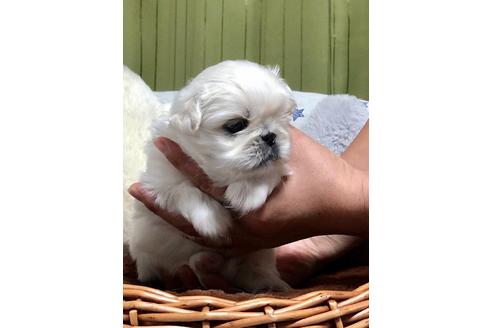 成約済の埼玉県のペキニーズ-100247の4枚目