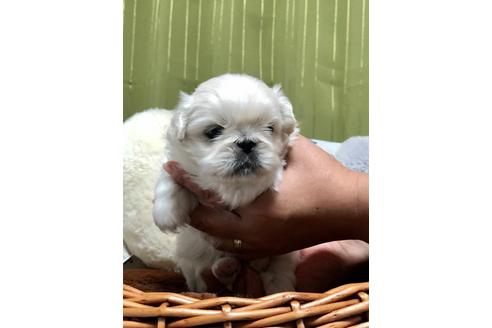 成約済の埼玉県のペキニーズ-100247の3枚目
