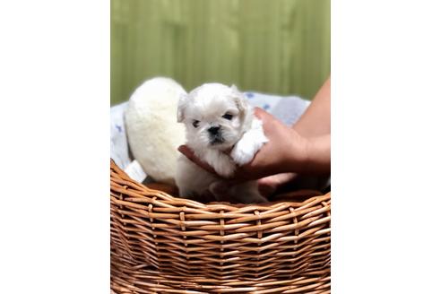 成約済の埼玉県のペキニーズ-100247の2枚目