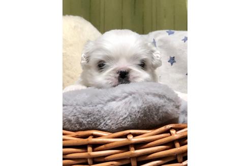 成約済の埼玉県のペキニーズ-100246の2枚目