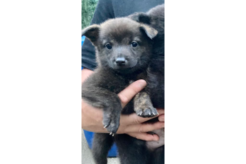 東京都の甲斐犬 女の子 04 15生まれ 虎毛 子犬id ブリーダーナビ