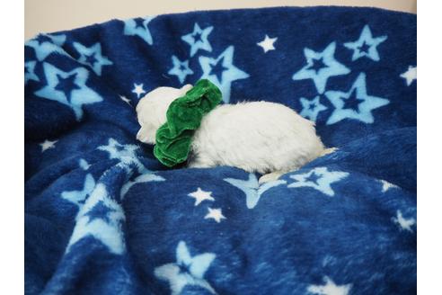 成約済の埼玉県のマルチーズ-100286の4枚目