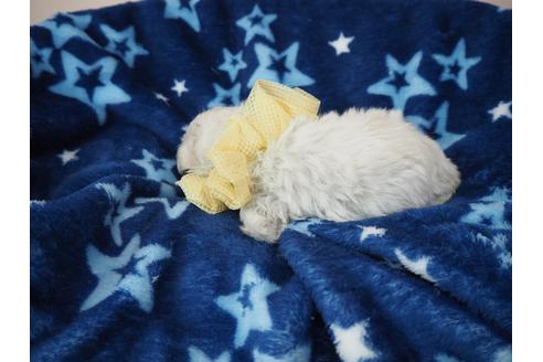 成約済の埼玉県のマルチーズ-100289の4枚目