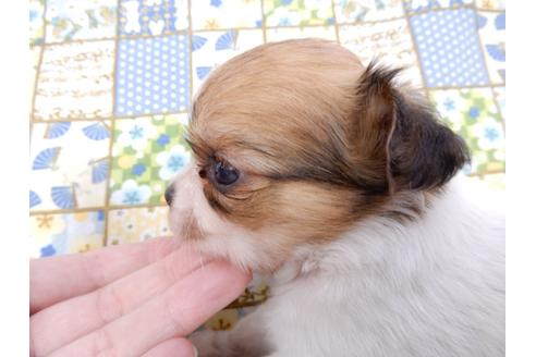 成約済の千葉県のチワワ(ロングコート)-98488の8枚目