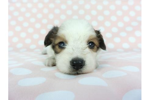 成約済の千葉県のパピヨン-100306の1枚目