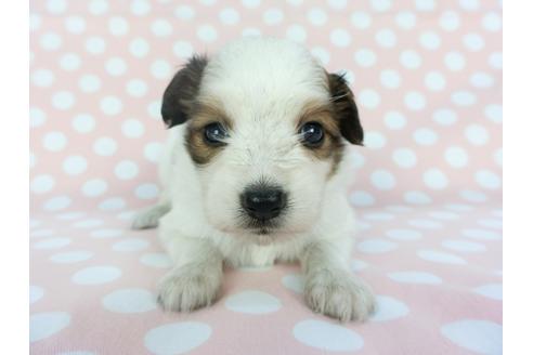 成約済の千葉県のパピヨン-100306の4枚目