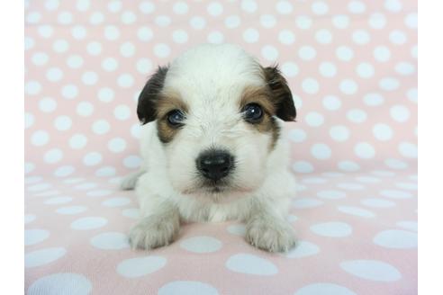 成約済の千葉県のパピヨン-100306の3枚目