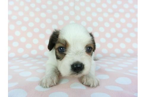 成約済の千葉県のパピヨン-100307の8枚目