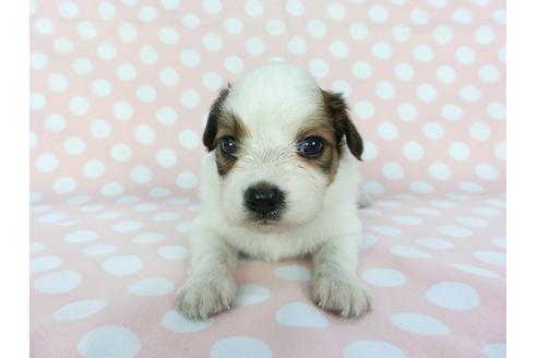 成約済の千葉県のパピヨン-100307の7枚目