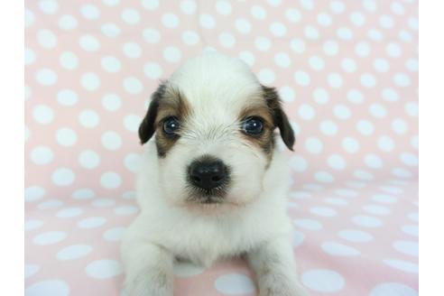 成約済の千葉県のパピヨン-100307の6枚目