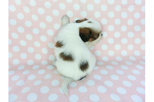 成約済の千葉県のパピヨン-100307の5枚目