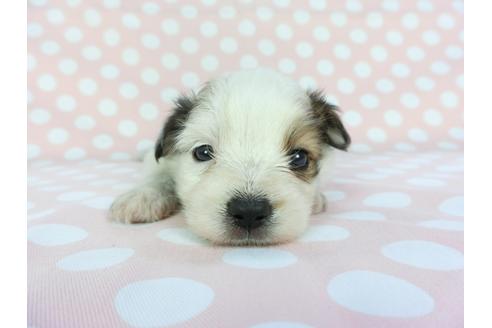 成約済の千葉県のパピヨン-100308の1枚目