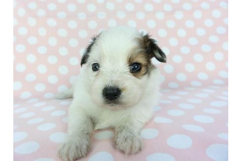 成約済の千葉県のパピヨン-100308の4枚目