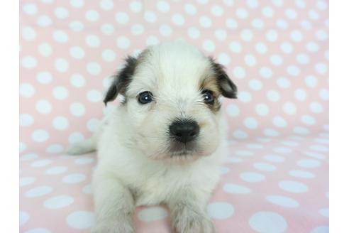 成約済の千葉県のパピヨン-100308の3枚目