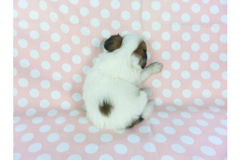 成約済の千葉県のパピヨン-100308の2枚目