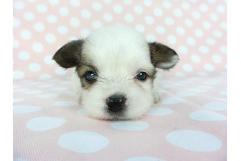 成約済の千葉県のパピヨン-100309の8枚目