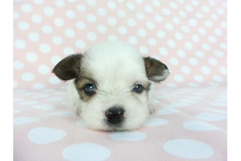 成約済の千葉県のパピヨン-100309の7枚目