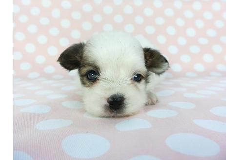 成約済の千葉県のパピヨン-100309の6枚目