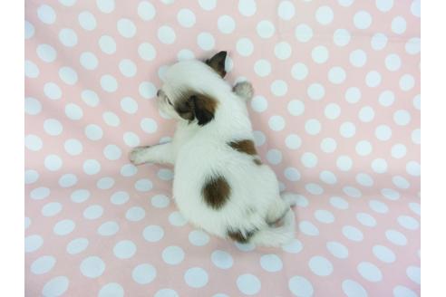 成約済の千葉県のパピヨン-100309の5枚目