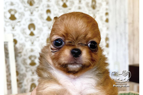 成約済の愛知県のチワワ(ロングコート)-99275の1枚目