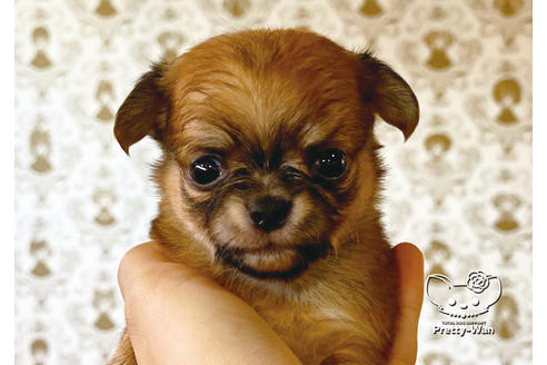 成約済の愛知県のチワワ(ロングコート)-99276の1枚目