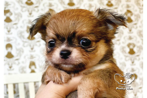 成約済の愛知県のチワワ(ロングコート)-99279の8枚目