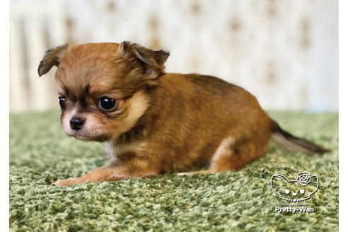 成約済の愛知県のチワワ(ロングコート)-99279の6枚目