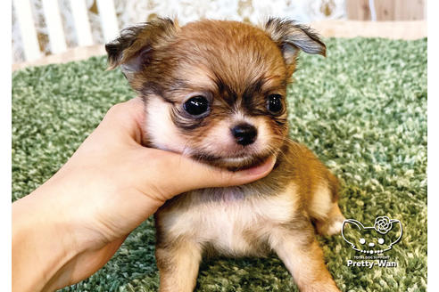 成約済の愛知県のチワワ(ロングコート)-99279の7枚目