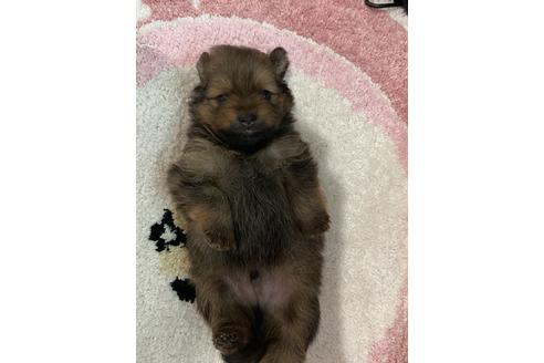 成約済の三重県のポメラニアン-100339の3枚目