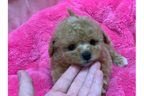 成約済の滋賀県のミックス犬-100349の11枚目