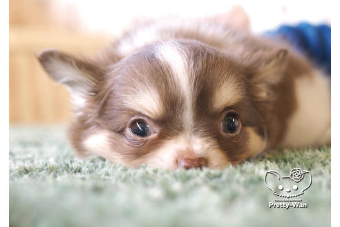 成約済の愛知県のチワワ(ロングコート)-100363の4枚目