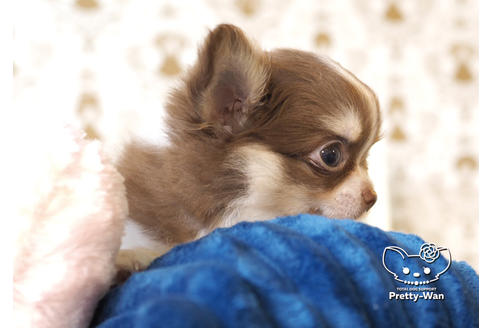 成約済の愛知県のチワワ(ロングコート)-100363の3枚目