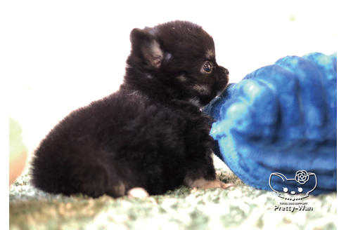 成約済の愛知県のチワワ(ロングコート)-100365の6枚目