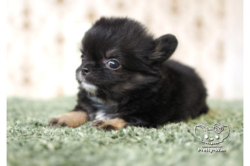 成約済の愛知県のチワワ(ロングコート)-100365の5枚目