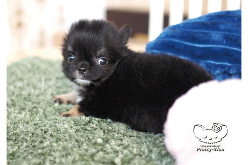 成約済の愛知県のチワワ(ロングコート)-100365の4枚目