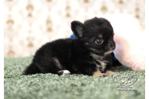 成約済の愛知県のチワワ(ロングコート)-100365の3枚目