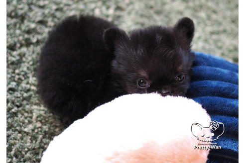 成約済の愛知県のチワワ(ロングコート)-100365の2枚目