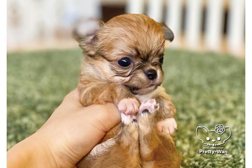 成約済の愛知県のチワワ(ロングコート)-100367