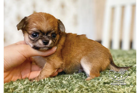 成約済の愛知県のチワワ(ロングコート)-100366