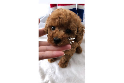 成約済の愛媛県のティーカッププードル-99116