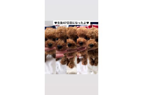 成約済の愛媛県のティーカッププードル-99116の2枚目