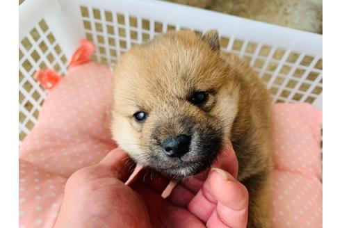 成約済の茨城県の柴犬-100382の1枚目