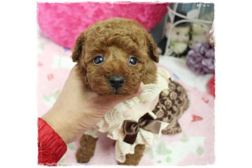 成約済の岡山県のタイニープードル-98321の1枚目