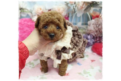 成約済の岡山県のタイニープードル-98321の5枚目