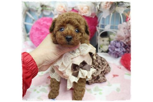 成約済の岡山県のタイニープードル-98321の4枚目