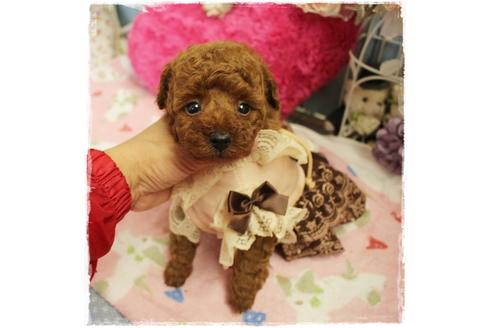 成約済の岡山県のタイニープードル-98321の3枚目