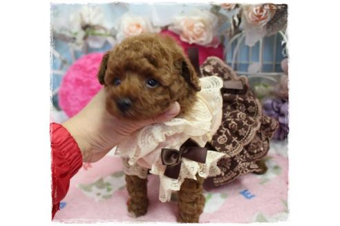 成約済の岡山県のタイニープードル-98321の2枚目