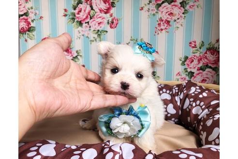 成約済の秋田県のミックス犬-100080の3枚目